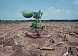 В Туве приступили к оценке ущерба от почвенной засухи